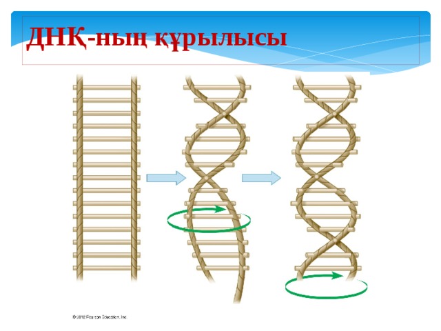 ДНҚ-ның құрылысы Figure 10.3C A rope ladder model for the double helix 