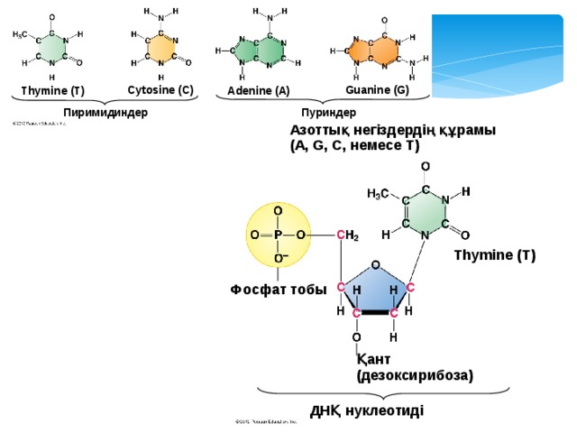 Cytosine (C) Guanine (G) Thymine (T) Adenine (A) Пуриндер Пиримидиндер Азоттық негіздердің құрамы  (A, G, C, немесе T) Thymine (T) Figure 10.2B The nitrogenous bases of DNA Фосфат тобы Қант  (дезоксирибоза) ДНҚ нуклеотиді 