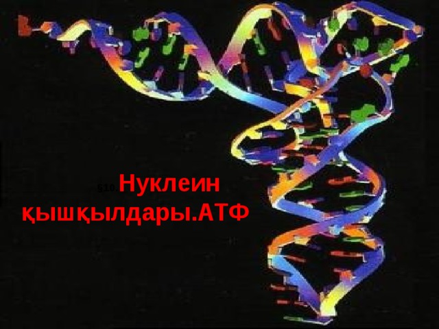 §10. Нуклеин қышқылдары.АТФ  