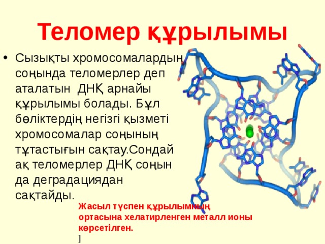 Теломер құрылымы Сызықты хромосомалардың соңында теломерлер деп аталатын ДНҚ арнайы құрылымы болады. Бұл бөліктердің негізгі қызметі хромосомалар соңының тұтастығын сақтау.Сондай ақ теломерлер ДНҚ соңын да деградациядан сақтайды. Жасыл түспен құрылымның ортасына хелатирленген металл ионы көрсетілген. ] 