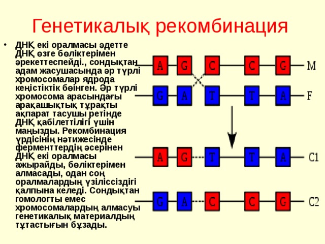 Генетикалық рекомбинация  ДН Қ екі оралмасы әдетте ДНҚ өзге бөліктерімен әрекеттеспейді., сондықтан адам жасушасында әр түрлі хромосомалар ядрода кеңістіктік бөінген. Әр түрлі хромосома арасындағы арақашықтық тұрақты ақпарат тасушы ретінде ДНҚ қабілеттілігі үшін маңызды. Рекомбинация үрдісінің нәтижесінде ферменттердің әсерінен ДНҚ екі оралмасы ажырайды, бөліктерімен алмасады, одан соң оралмалардың үзіліссіздігі қалпына келеді. Сондықтан гомологты емес хромосомалардың алмасуы генетикалық материалдың тұтастығын бұзады. 