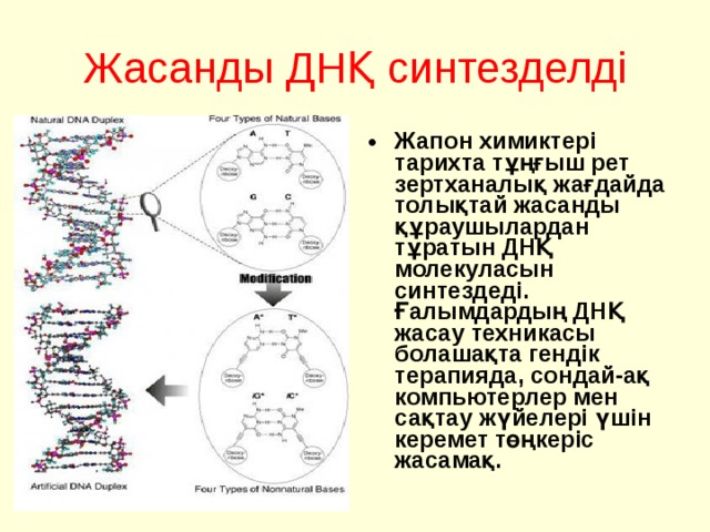 Жасанды ДНҚ синтезделді Жапон химиктері тарихта тұңғыш рет зертханалық жағдайда толықтай жасанды құраушылардан тұратын ДНҚ молекуласын синтездеді. Ғалымдардың ДНҚ жасау техникасы болашақта гендік терапияда, сондай-ақ компьютерлер мен сақтау жүйелері үшін керемет төңкеріс жасамақ.  