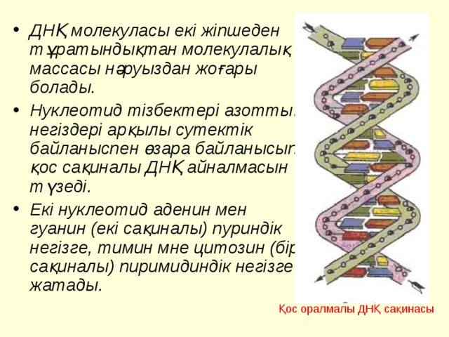 ДНҚ молекуласы екі жіпшеден тұратындықтан молекулалық массасы нәруыздан жоғары болады. Нуклеотид тізбектері азоттық негіздері арқылы сутектік байланыспен өзара байланысып, қос сақиналы ДНҚ айналмасын түзеді. Екі нуклеотид аденин мен гуанин (екі сақиналы) пуриндік негізге, тимин мне цитозин (бір сақиналы) пиримидиндік негізге жатады. Қос оралмалы ДНҚ сақинасы  