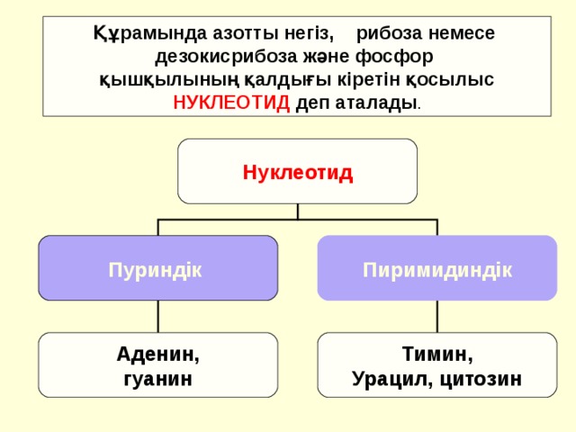 Құрамында азотты негіз, рибоза немесе дезокисрибоза және фосфор қышқылының қалдығы кіретін қосылыс НУКЛЕОТИД деп аталады . Нуклеотид Пуриндік Пиримидиндік Аденин, гуанин Тимин, Урацил, цитозин 
