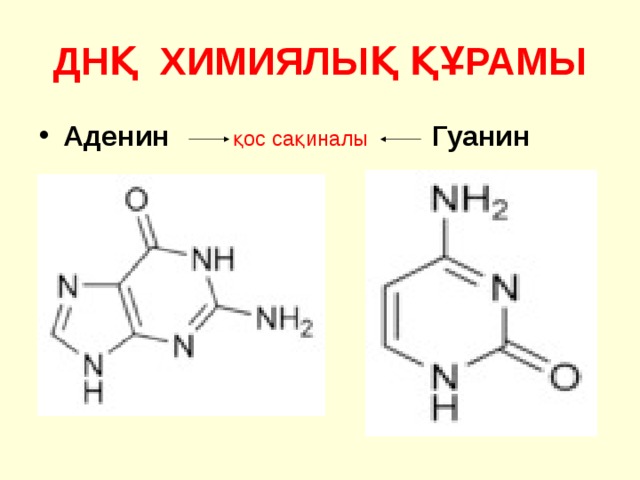 ДНҚ ХИМИЯЛЫҚ ҚҰРАМЫ Аденин  қос сақиналы  Гуанин 