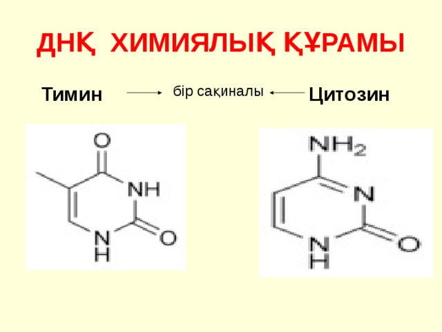 ДНҚ ХИМИЯЛЫҚ ҚҰРАМЫ бір сақиналы Тимин Цитозин 