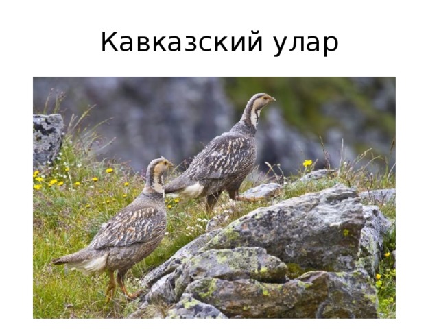 Кавказский улар 