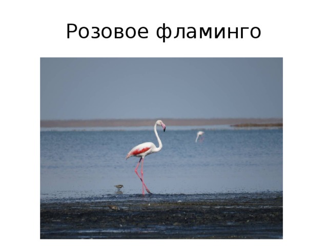 Розовое фламинго 