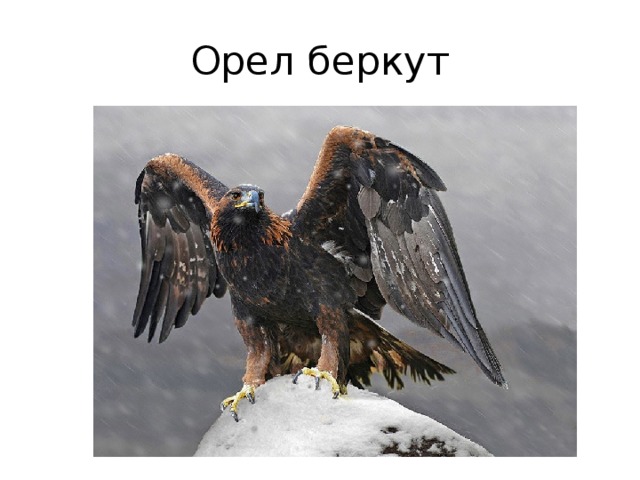 Орел беркут 