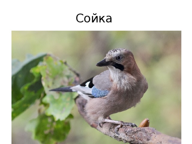 Сойка 