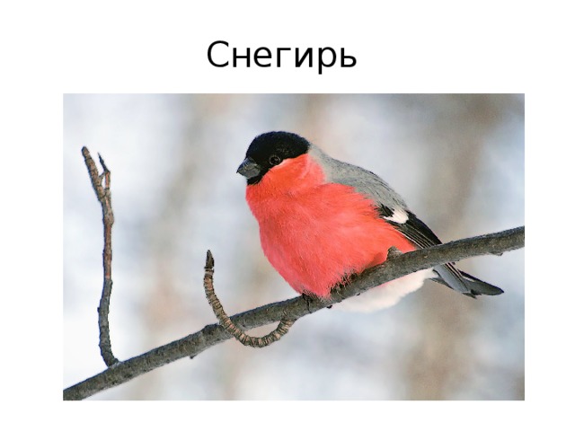 Снегирь 