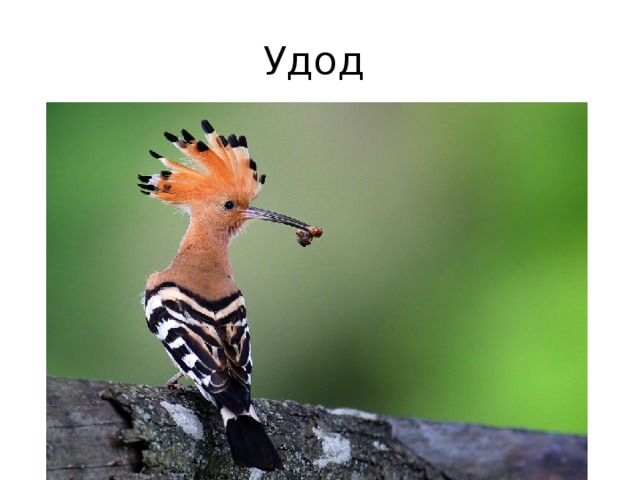 Удод 