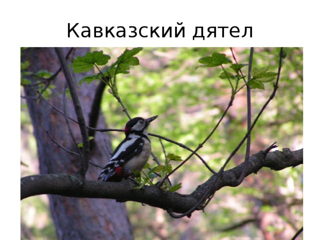 Кавказский дятел 