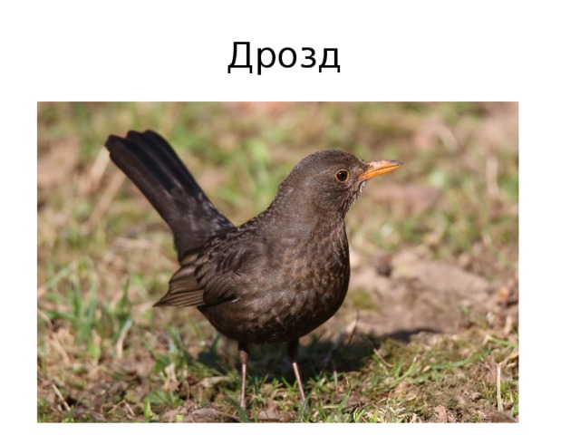 Дрозд 