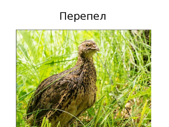 Перепел 