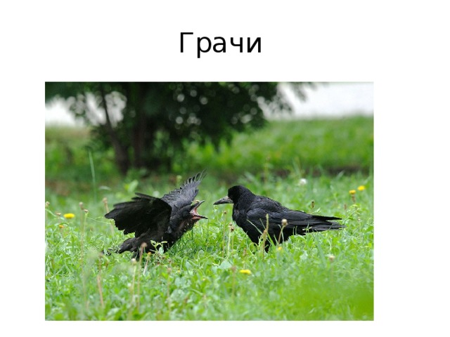 Грачи 