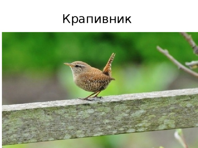 Крапивник 
