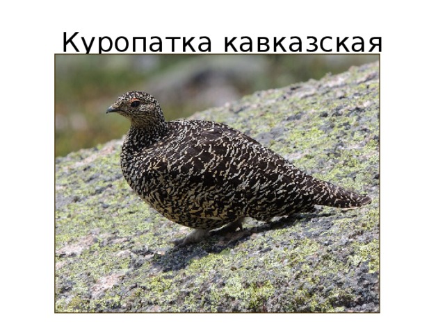 Куропатка кавказская 