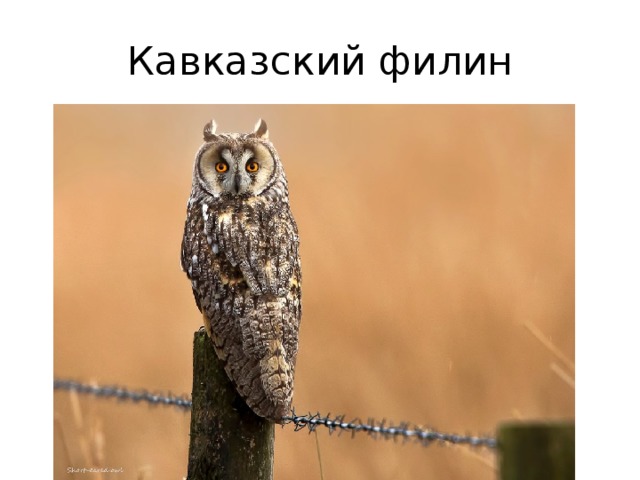 Кавказский филин 