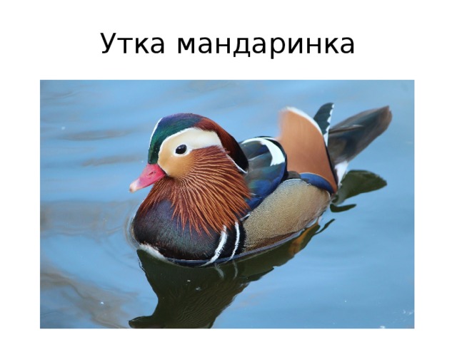 Утка мандаринка 