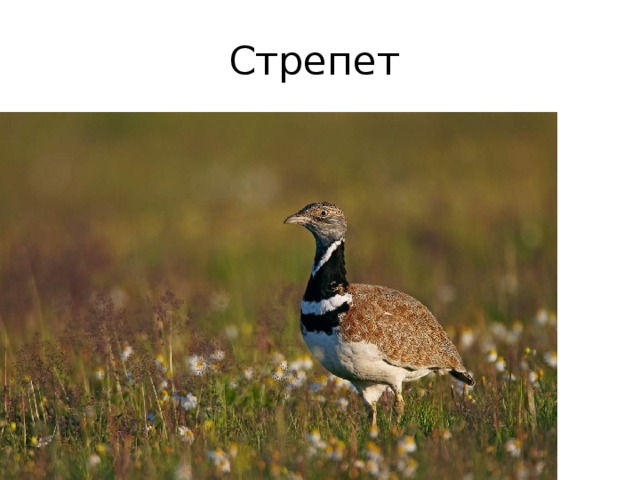 Стрепет 