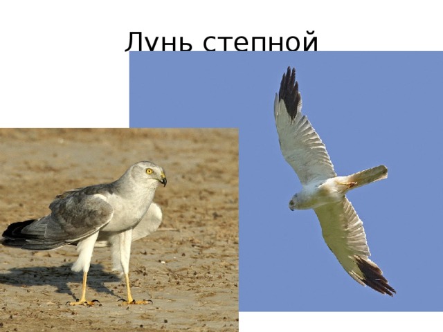 Лунь степной 