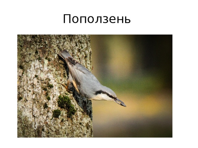 Поползень 