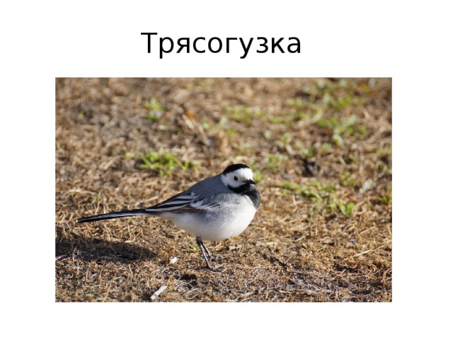 Трясогузка 