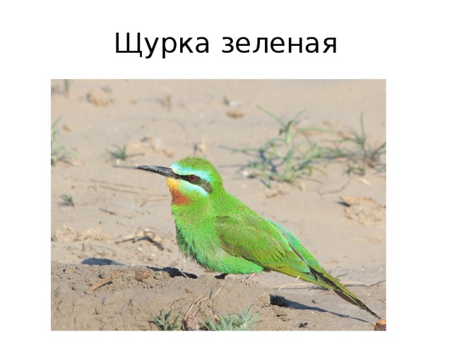 Щурка зеленая 