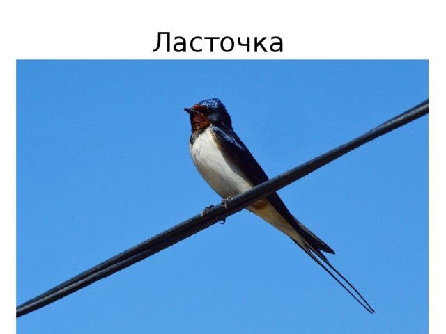Ласточка 