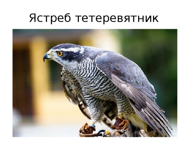 Ястреб тетеревятник 