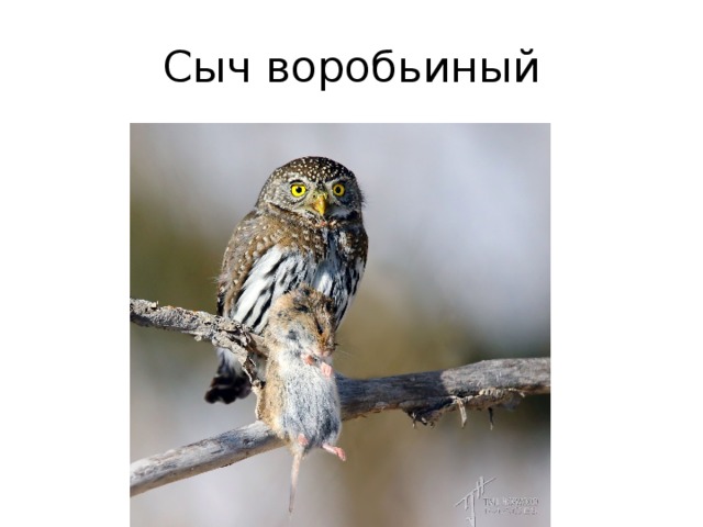 Сыч воробьиный 