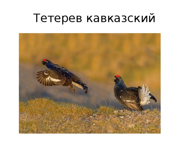 Тетерев кавказский 