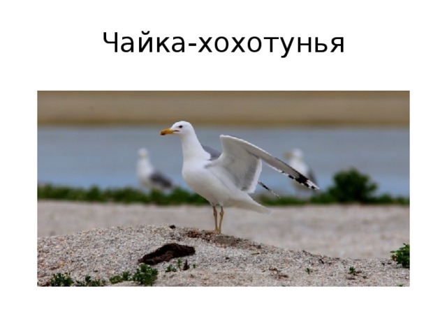 Чайка-хохотунья 