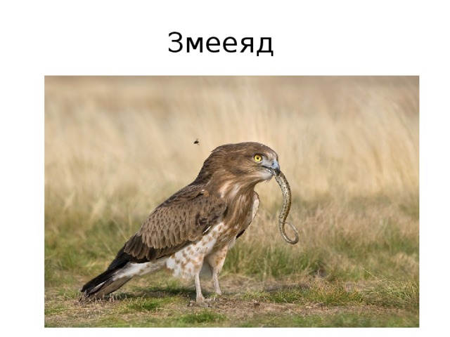 Змееяд 