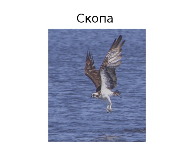 Скопа 