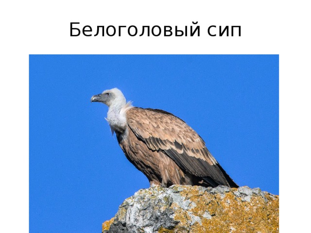 Белоголовый сип 