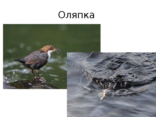 Оляпка 