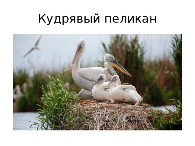 Кудрявый пеликан 
