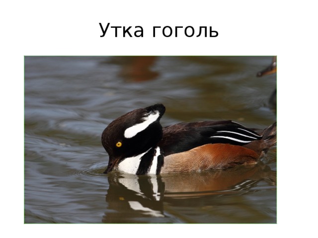 Утка гоголь 