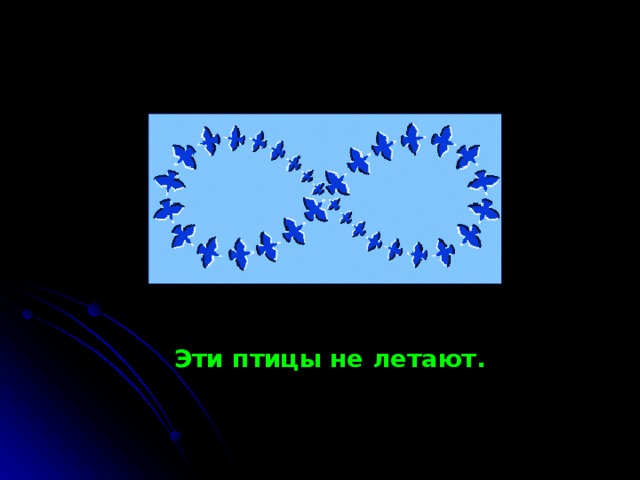 Эти птицы не летают. 
