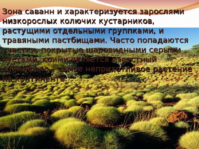 Зона саванн и характеризуется зарослями низкорослых колючих кустарников, растущими отдельными группками, и травяными пастбищами. Часто попадаются участки, покрытые шаровидными серыми кустами, коими является известный спинифекс – самое неприхотливое растение на континенте. 