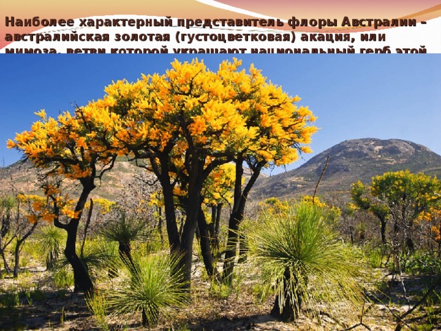 Наиболее характерный представитель флоры Австралии –австралийская золотая (густоцветковая) акация, или мимоза, ветви которой украшают национальный герб этой страны и главные государственные награды. - 