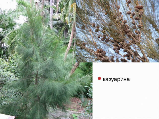 казуарина 