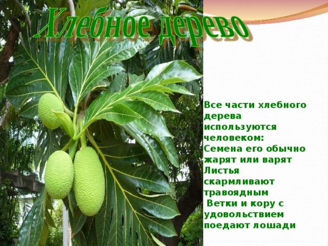 Все части хлебного дерева используются человеком: Семена его обычно жарят или варят Листья скармливают травоядным  Ветки и кору с удовольствием поедают лошади 