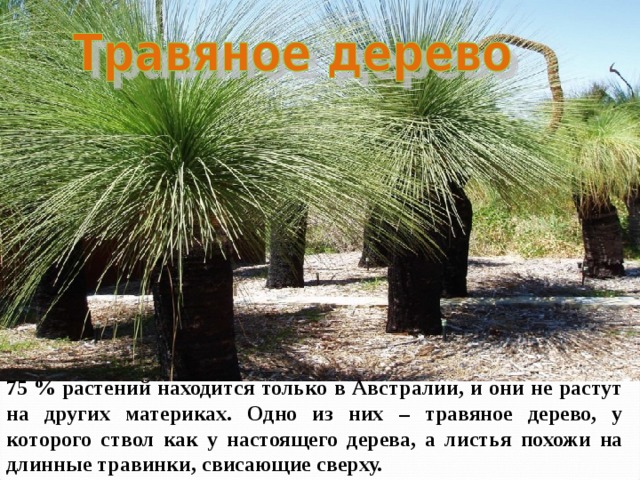 75 % растений находится только в Австралии, и они не растут на других материках. Одно из них – травяное дерево, у которого ствол как у настоящего дерева, а листья похожи на длинные травинки, свисающие сверху.  