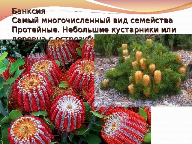 Банксия  Самый многочисленный вид семейства Протейные. Небольшие кустарники или деревца с острозубчатыми жесткими по краям листьями.   