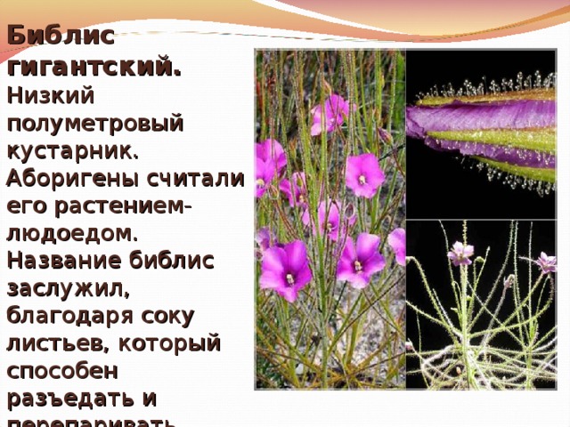 Библис гигантский.   Низкий полуметровый кустарник. Аборигены считали его растением-людоедом. Название библис заслужил, благодаря соку листьев, который способен разъедать и перепаривать живую ткань. Нередко жертвами растения становятся прилипшие насекомые и мелкие лягушки. 