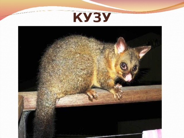 КУЗУ Тоже ночной сумчатый зверек, живущий преимущественно на деревьях. Обладает цепким хвостом, которым может прочно держаться за ветви деревьев, подобно обезьянам. Питается листьями, цветками и корой, но не брезгует и яйцами птиц. Часто эти зверьки живут поблизости от людей, нередко образуя многочисленные и шумные колонии.    