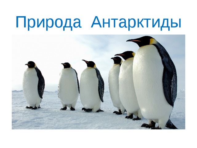 Природа Антарктиды 